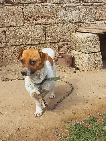 itlee: Cek rassel teryer, 2 il, Dişi — 4