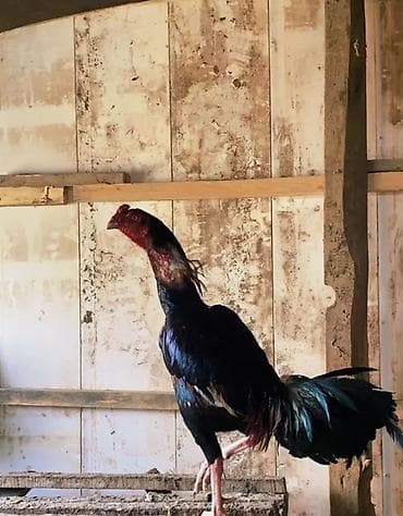 zvanok itlerin satisi: 2yaşı var tam sağlam heyvandı Təsvir: - Uzunboyun, möhkəm bədən — 1