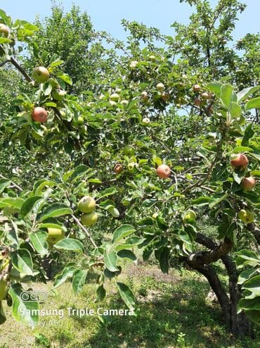şabran torpaq: 10 sot, Tikinti, Mülkiyyətçi, Kupça (Çıxarış) — 3
