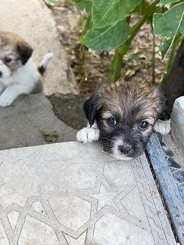 голд шиншилла: Звонок, 1 месяц, Самец, Самовывоз — 1