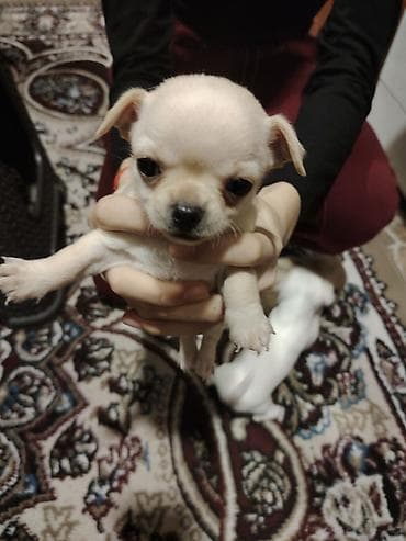 Heyvanlar üçün mallar: Çixuahua, Peyvəndli — 3