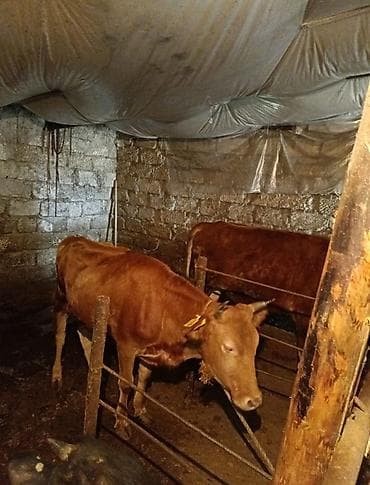cin bildircin: Qırmızı rəngli yerli dana/manda cinsi mal-qara - Şəkillərdə 2 baş — 1