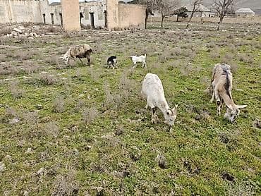 Camış: 3ana keci 2boyuk teke 2dene cepis — 1
