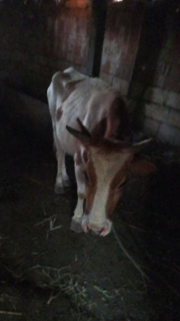 Mal-qara: dişi in -3 cü qarna bogazdl 4 ayllq - Rəng: ağ-qəhvəyi