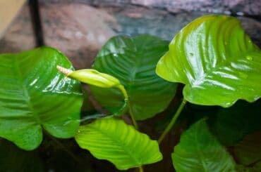 oskar balığı: Anibias Barteri Qiqant nadir növlərdən di yerli artım Y.Yasamal. 5 — 13