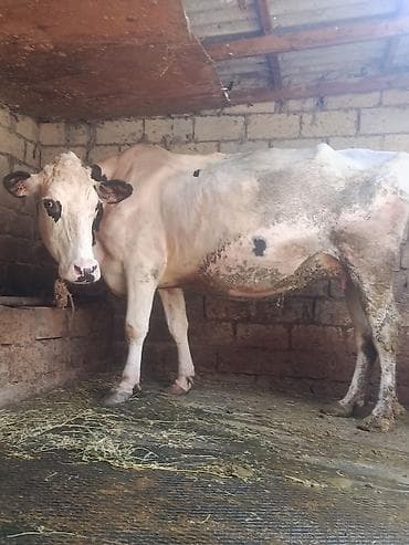 inək sortları: Südlük inək - Rəng: Açıq krem tonlu bədən, qara ləkələr - Yaşına və — 1