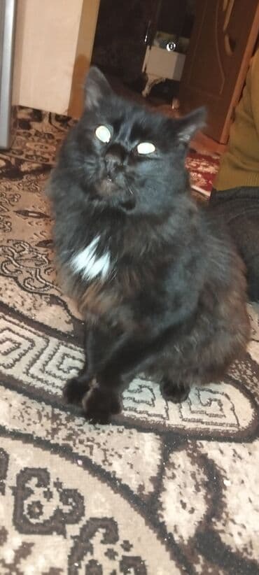 Digər heyvanlar: Yaxşı əllərə — 1