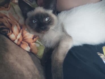 pişiklər: Siam, Dişi, Ünvandan götürmə — 1