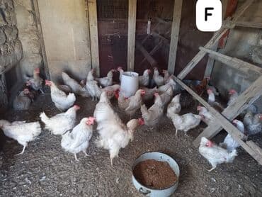 Toyuq, Yumurtalıq, Ünvandan götürmə