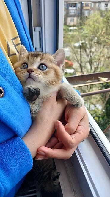 pişik tualeti: Qızıl şinşilla — 1