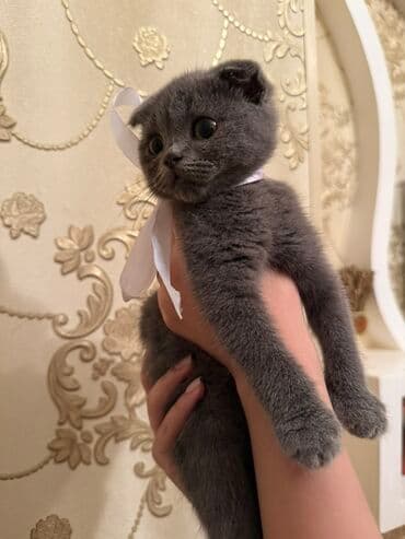 menks cinsli pişik: Şotland yastı qulaq, Dişi, Yaxşı əllərə, Ünvandan götürmə — 2