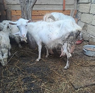 saanen kecileri: Sanen keçiləri 1dişi 1 erkək 2 bala (biri dişi biri erkək bala) dişi — 1