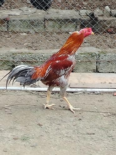 sultan xoruz: Heyratı xoruz. Real alıcıya endirim edə bilərəm — 2