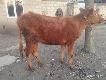 Yemlər: Qara dügə 8 aylıq boğazdır sakit heyvandi Qiymət 2100 Sarı dişi dana — 8