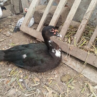 kayuqa ordək: Lal ördəklər macar sortu zümrüdü mirvari göy rəng balalarda satılır — 17