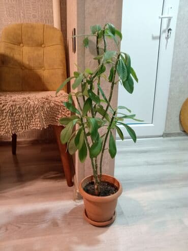 Buket güllər: Синадениум 15 ман — 2