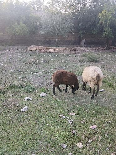 cins qoyunlar satilir: Ana bala qoyun satılır quzusu dişidir 5 ci balasıdır real alana — 4
