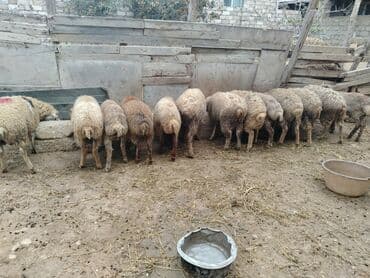 Akvariumlar: Razilasmaq olar — 12