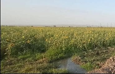 220 sot, Kənd təsərrüfatı, Maklerlər narahat etməsin, Kupça (Çıxarış)