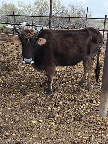 pişik satışı: Bogaz inek satilir 7 ayin kecib bogazdigi simentaldan toxumlanib sakit — 2