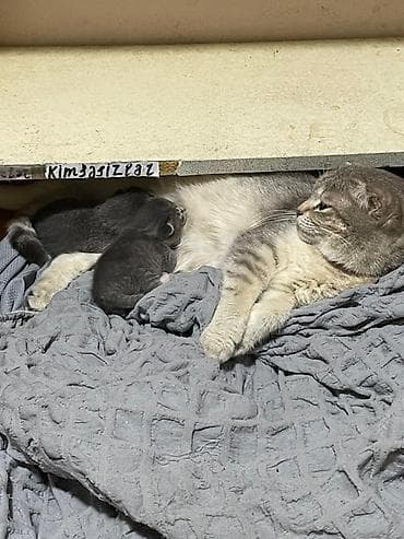 Şotland yastı qulaq, Dişi, Yaxşı əllərə