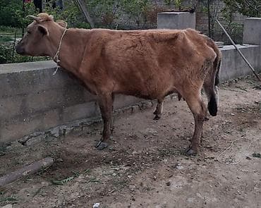 Inəklər, öküzlər: Dişi, il: 1, 100 kq, Südlük, Ünvandan götürmə, Ödənişli çatdırılma — 6