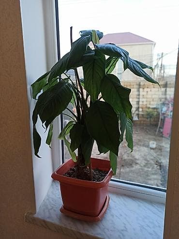 dekorativ bitkilər: Müxtəlif formalı yarpaqları olan dibçək bitkisi. Bəzi bitkilər iri — 10