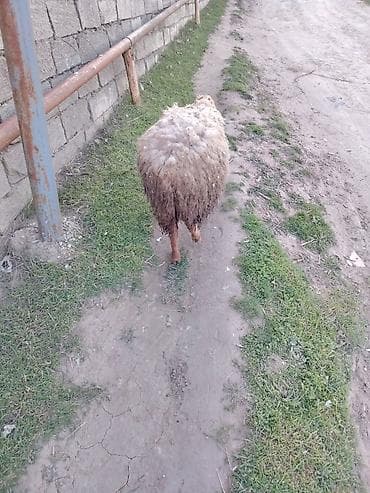 mal satisi: Dişi quzu etlil — 4