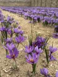 купить красную икру в баку: Məhsul: Bilgəh zeferanin gülünün kilonan satışı 1 kilosu 60azn - — 8