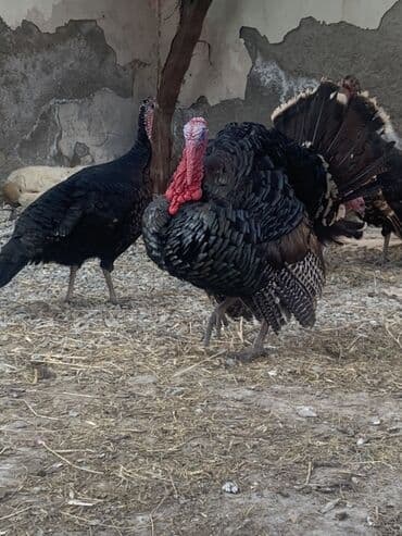 Dovşanlar: Erkək, Damazlıq, Ünvandan götürmə — 1