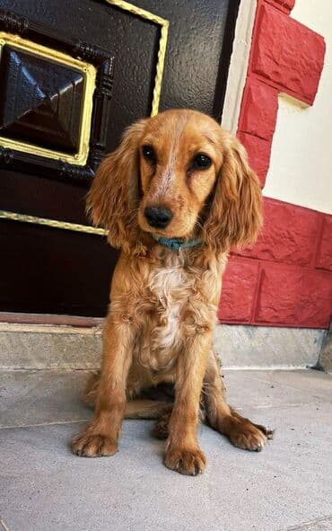 Gəmiricilər: Koker spaniyel, 10 ay, Dişi — 1