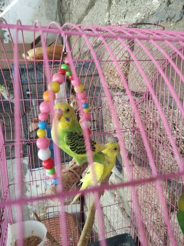 Gəmiricilər: Papuqaylar biri 14 Azn erkey disi var — 4