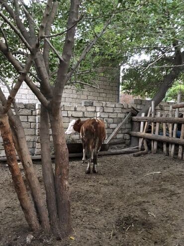 simmental inək cinsi: Dişi, Simental, il: 1, Südlük — 6
