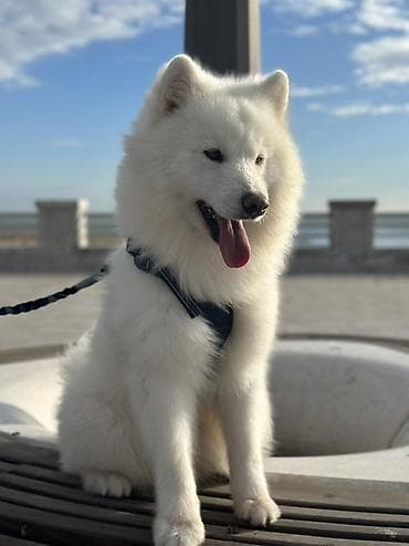 samoyed satisi: Samoyed, 1 il, Erkek, Cütləşmə üçün — 3