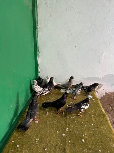 göyercin yuvasi: Ebrewler ciller — 2