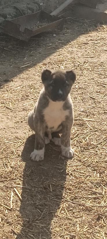 en ucuz itler: Kanqal, 2 ay, Erkek, Peyvəndli, Ünvandan götürmə — 3