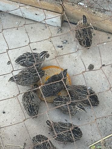 Bıldırcınlar – yemlənmiş və aktiv quşlar Məhsul təsviri: - Növ