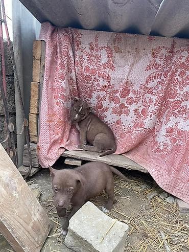 Pişiklər: Pitbul, 2 ay, Peyvəndli — 2