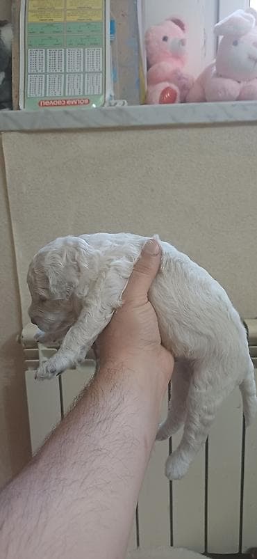 maltipu it: Pudel, 1 ay, Erkek, Ödənişli çatdırılma — 2