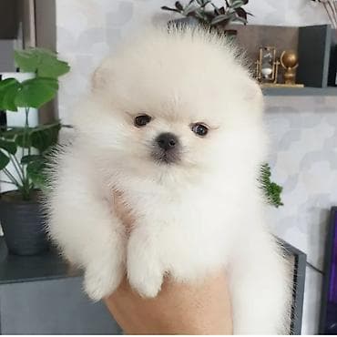 alabay dişi: Şpitz, 2 ay — 1