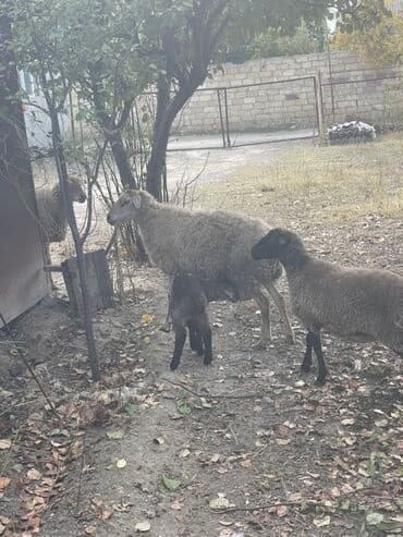 heyvanlara verilen adlar: Dişi quzular satılır super kök sağlam heyvanlardı 5 denedi bir ana — 8