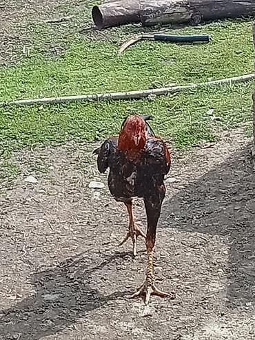 toptan yem satışı: Xoruz, il: 1 — 2