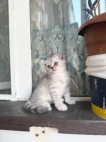 heyvan rezini: Şinşilla, Erkək, Yaxşı əllərə, Ödənişli çatdırılma — 2
