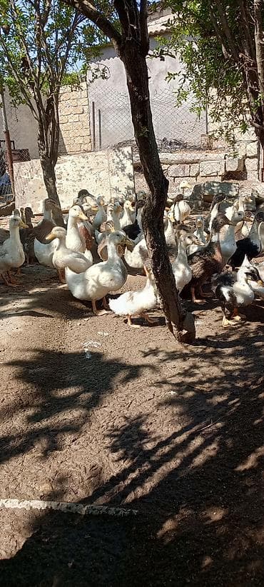 doberman bala: Ördek balaları – qarışıq rəngli və cinslər - Təsvir: Həyət şəraitində — 8