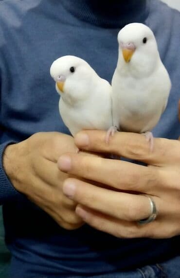 Düm Ağ rəngdə 2 qarq göz 45 günlük Çex tutuquşu, ( mehebbet qusu ) (