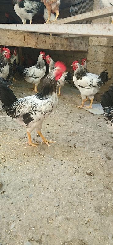 qaşqaldağ quşu: Xoruz 20 manat — 4