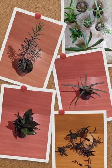 Müxtəlif otaq bitkiləri dəsti Tərkib: - Sukulent və kaktus tipli