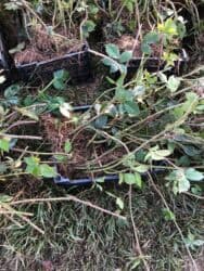 Gübrələr: Başlıq: Moruq şitili satılır, minimum 1000 ədəd verilir Təsvir: - — 3