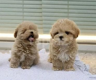 simental erkek dana: Pudel, 2 ay, Erkek, Peyvəndli, Pulsuz çatdırılma — 1