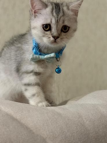 Gəmiricilər: Şotland yastı qulaq, Erkək, Dişi, Yaxşı əllərə, Ünvandan götürmə, Pulsuz çatdırılma, Ödənişli çatdırılma — 8